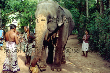 Arbeits-Elefant auf der Insel Sri Lanka, ehemals Ceylon mit seinem Mahoud.
