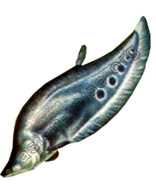 Chitala Lopis oder Ikan Belida = riesiger Fisch der in trpischen Flüssen lebt zum Beispiel in Sumatra.