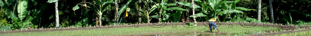 Indonesien Reisbauer auf seinem Reisgeld das er gerade bestellt, am Feldrand Bananenstauden.