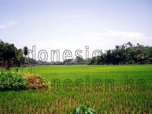 Reisfeld in Indonesien