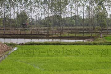 Beim Thailand Urlaub den Blick über das Reisfeld schweifen lassen und den Bauern bei der Ernte zusehen um zu erfahren wie und von was man hier seinen Lebensunterhalt bestreitet.